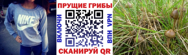 Галлюциногенные грибы Psilocybine cubensis  Купить где  Кола 